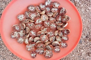 Nuez de Areca from Indonesia